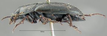 Media type: image;   Entomology 5684 Aspect: habitus lateral view